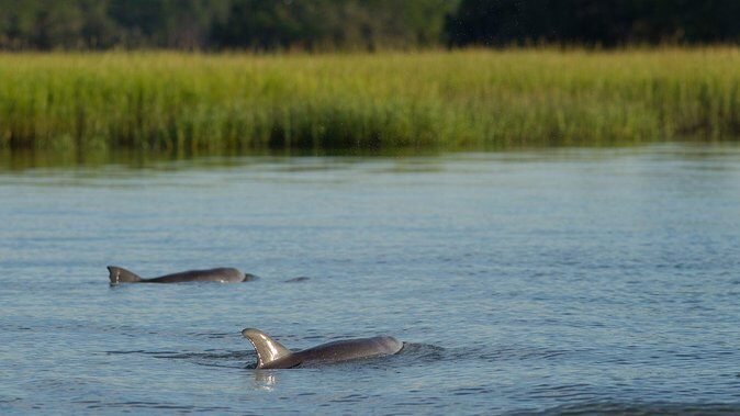 90-Minute Dolphin and Nature Tour of Hilton Head - Who Will Love This Tour?