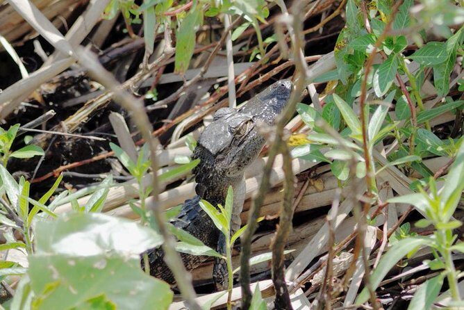 90 minute Everglades Airboat Tour near Orlando Florida - Who should book this tour?