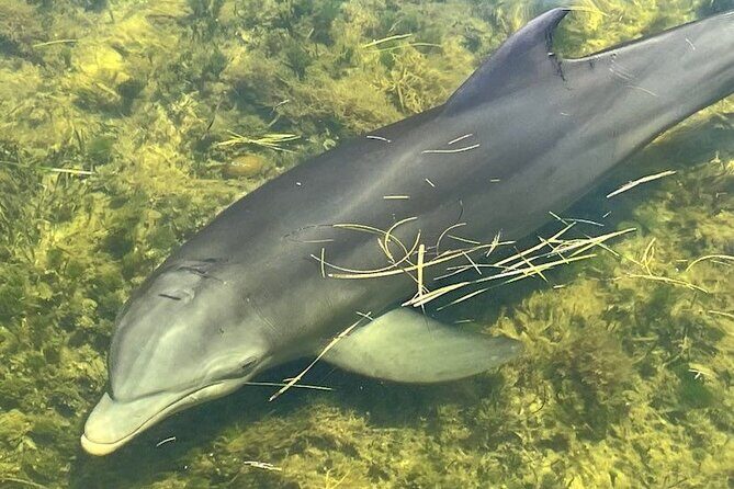 90-Minute Guided Eco Airboat Tour in Homosassa - Who Will Love This Tour?