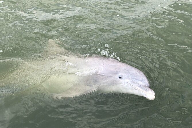 90 Minute Hilton Head Dolphin and Nature Cruise - Practical Tips for a Great Experience