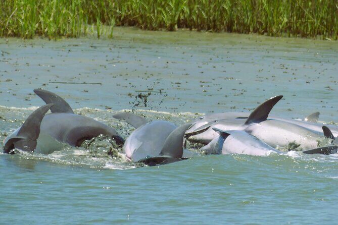90-Minute Private Dolphin Tour in Hilton Head Island - The Itinerary: What You Can Expect