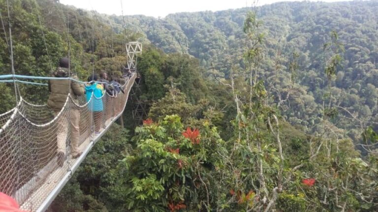 A 4-day Rwanda chimps trek - What Sets This Tour Apart