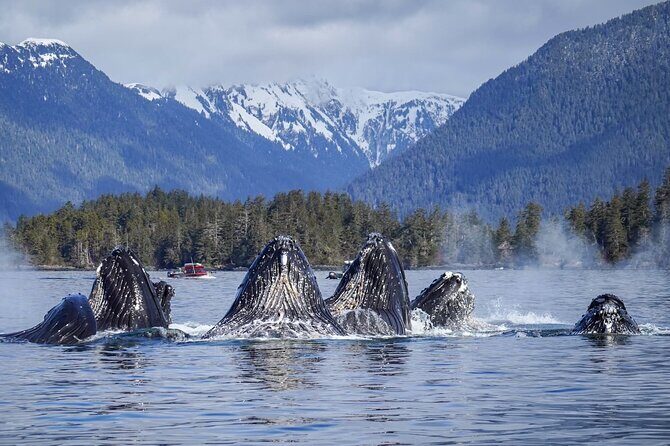 A Comfortable Sitka Whale Watching Wildlife Shore Excursion