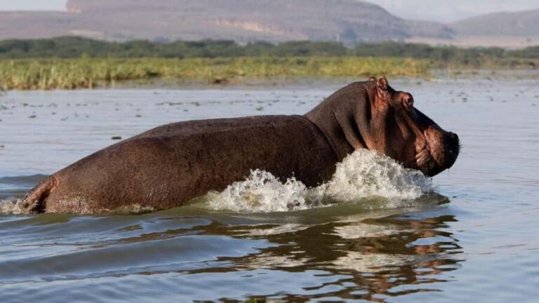 A Day to Nakuru national Park and Boat Ride at Lake Naivasha - Exploring Nakuru National Park and Lake Naivasha: What Makes It Special
