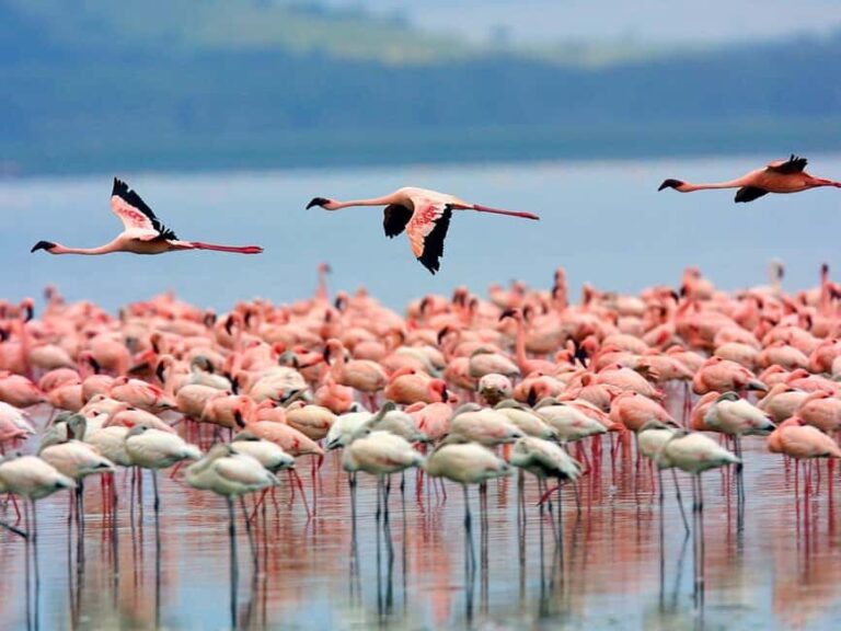 A day tour; Lake Nakuru national park and Naivasha Boat ride - The Practical Side: Cost, Comfort, and Tips