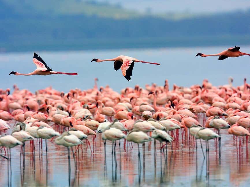 A day tour; Lake Nakuru national park and Naivasha Boat ride - The Practical Side: Cost, Comfort, and Tips