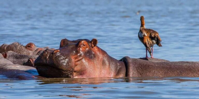 A day tour to Maasai Mara safari from Nairobi - The Real Value of This Maasai Mara Day Trip