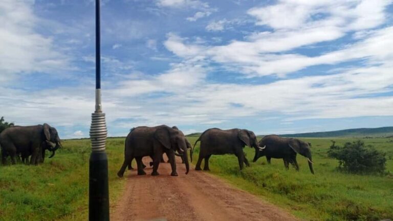 A Full-Day Nairobi tour: Nairobi National Park, - The Sum Up