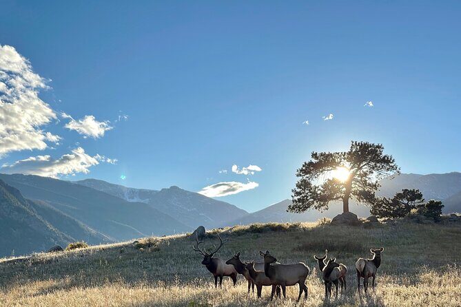 A Rutin' Good Time; Elk Tour in Rocky Mountain National Park - Authenticity and Practicalities