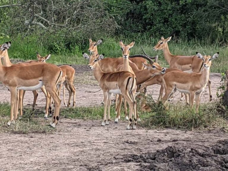 A three-day Akagera game safari - The practical details and value