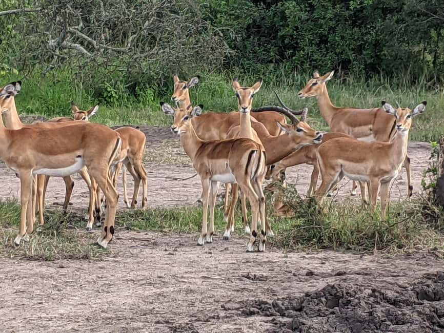 A three-day Akagera game safari - The practical details and value