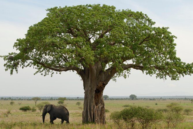 A Visit to The Giants in Tarangire NP. - Authentic Experiences and Real Traveler Feedback