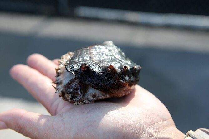 Abalone Farm Tour - The Itinerary in Detail