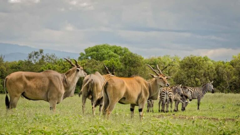 Aberdare National Park Day Excursion From Nairobi - Arriving at Aberdare National Park: What to Expect