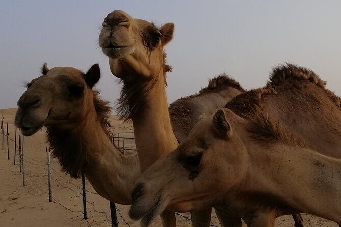 Abu Dhabi: 7-Hours Desert Safari with BBQ, Camel Ride & Sandboarding - Review Highlights and Authentic Perspectives
