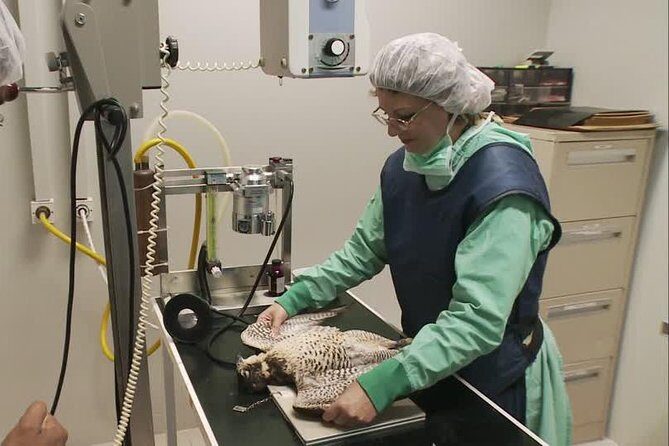 Abu Dhabi Falcon Hospital Tour - Practical Details