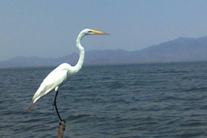 Acapulco Shore Excursion: Coyuca Lagoon Cruise - The Practical Side: Value, Price, and Booking