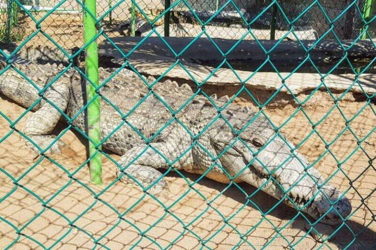 -Acapulco:3 Palos Lagoon Boat Ride& Crocodile Farm Exprience - What Makes This Tour Worthwhile?