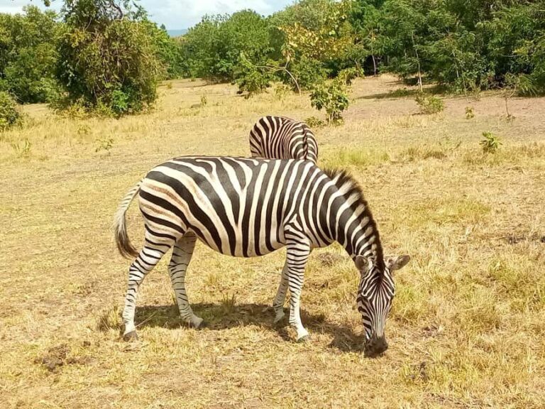 Accra Safari & Boat Cruise Adventure Private Tour - Final Thoughts: Who Will Love This Tour?
