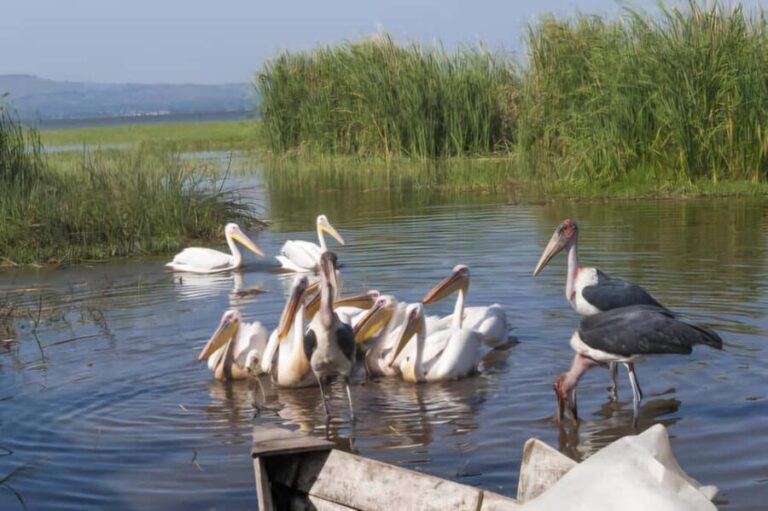 Addis Ababa: 2-Day Awassa, Lake Ziway & Wondo Genet Tour - What’s Included and What to Keep in Mind