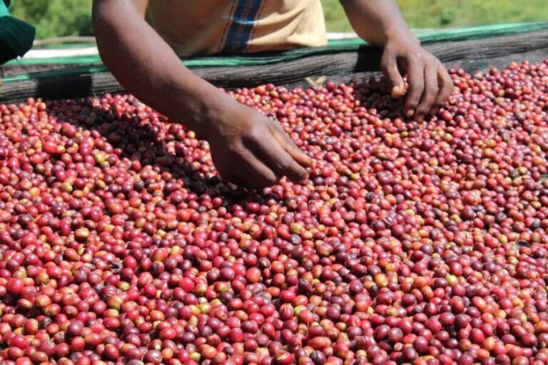Addis Ababa: 4-Day Ethiopia Coffee Tour - Practical Considerations and Final Tips