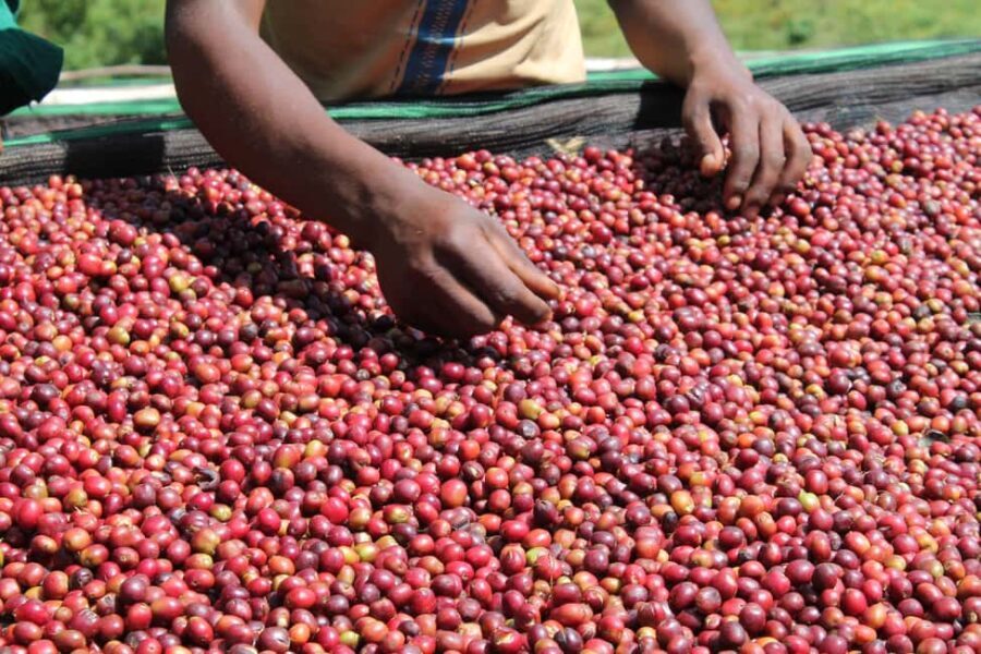 Addis Ababa: 4-Day Ethiopia Coffee Tour - Practical Considerations and Final Tips