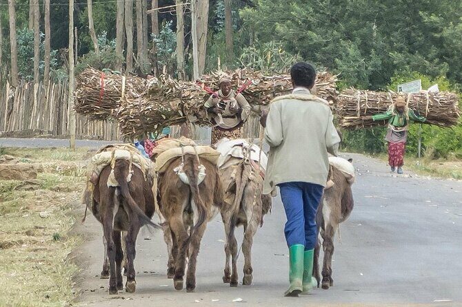 Addis Ababa +Mount Entoto View Point,Museums Palace Market Tours - A Detailed Breakdown of the Itinerary
