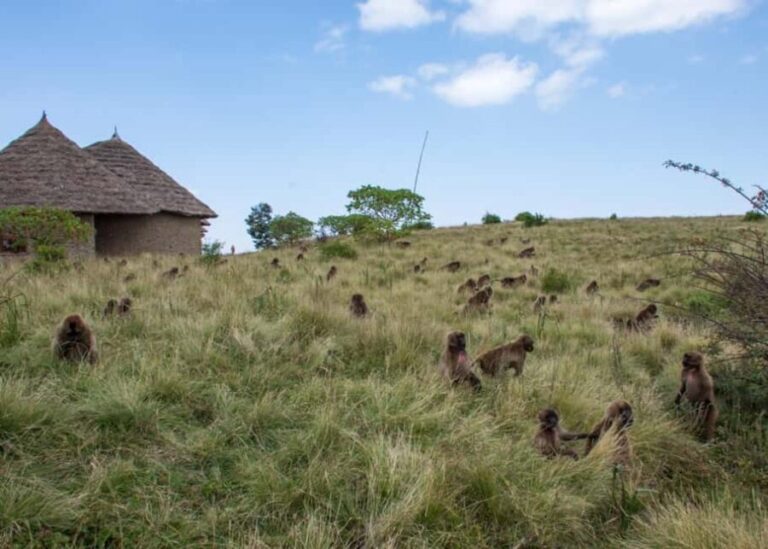 Addis Ababa: Simien Mountains Trekking Tour with Flights - Exploring the Itinerary in Detail