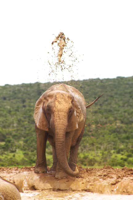 addo big five tour - Final Thoughts: Is the Addo Big Five Tour Right for You?