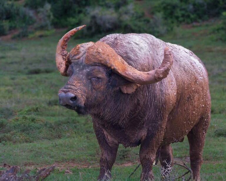 Addo Elephant Full Day Safari / Shore Excursions - What to Expect During the Day