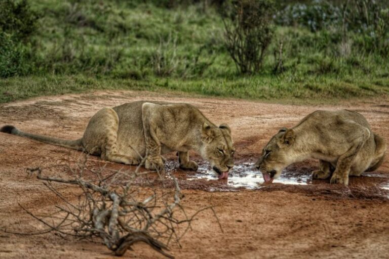 Addo Elephant National Park All Inclusive Full-Day Safari - Who Should Consider This Tour?