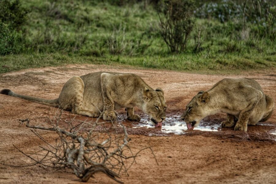 Addo Elephant National Park All Inclusive Full-Day Safari - Who Should Consider This Tour?