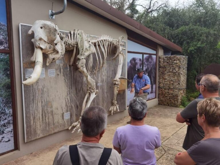 Addo Elephant National Park Full-Day Safari - What Makes This Safari Stand Out?