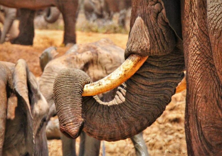Addo Elephant National Park: Full-Day Safari Tour with Lunch - The Authentic South African Flavor
