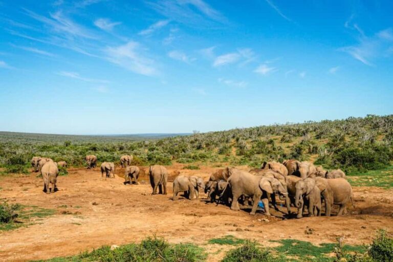 Addo Elephant National Park Full Day Safari with Braai Lunch - What the Tour Includes and Its Value