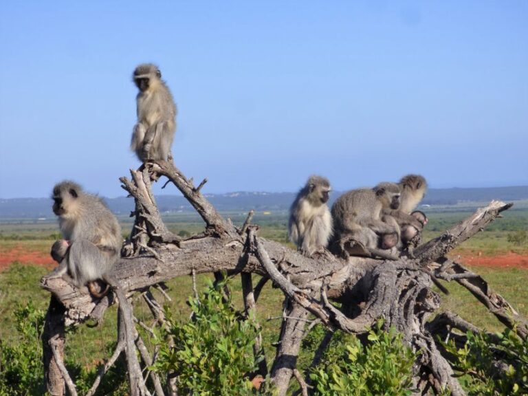 Addo Elephant National Park: Guided Half-Day Safari - Who Will Enjoy This Safari?