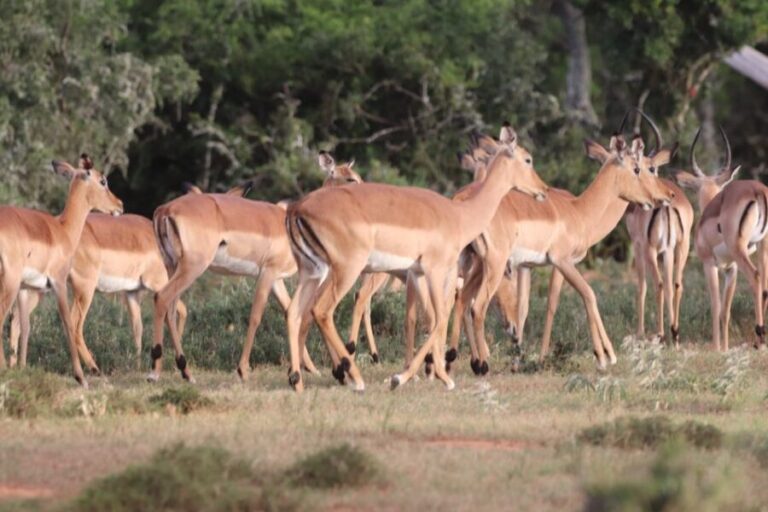 Addo Elephant Park and Giraffe Walk Full Day Safari - What Travelers Say: Authentic Experiences and Minor Flaws