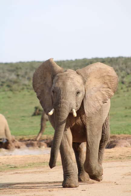 Addo Elephant Park: Big 7 Safari with Guide - Who Should Consider This Tour?
