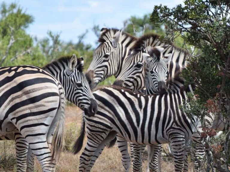 Addo Elephant Park: Safari from Port Elizabeth - The Sum Up