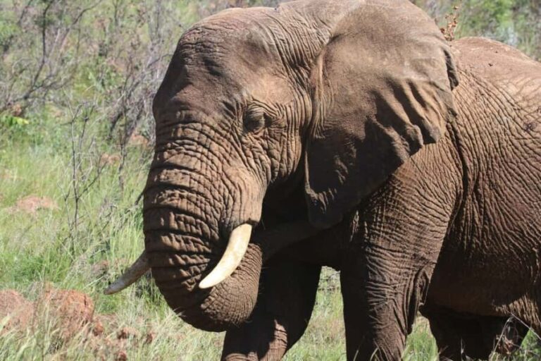 Addo Elephant Park Tours. Full Day - The Safari Experience: What to Expect