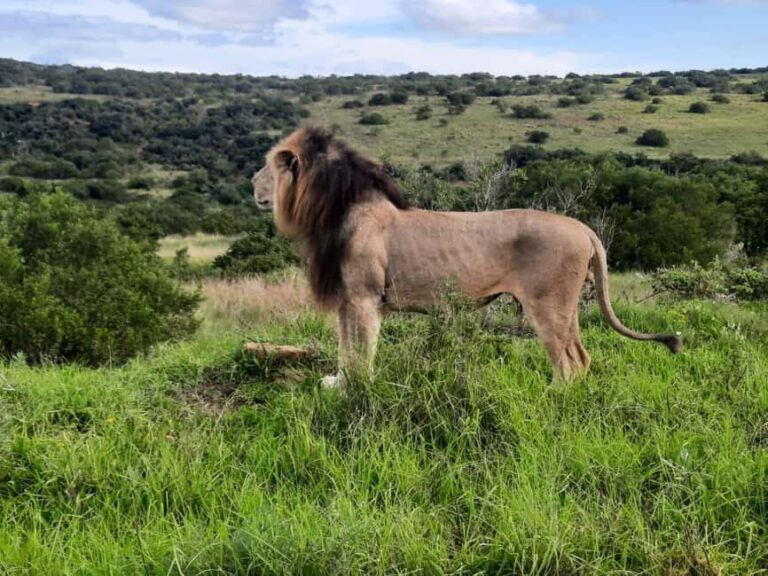 Addo Elephant Park:Safari Tour meet Big 5 to be satisfied - Authentic, Friendly, and Well-Organized
