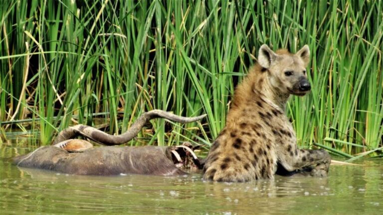 Addo National Park: Full-Day Safari Tour - Wildlife Viewing: What Will You See?
