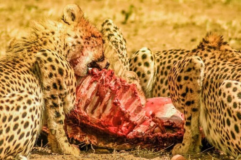 ADVENTURE: 7DAYS KENYA SAFARI - Why This Tour Offers Great Value
