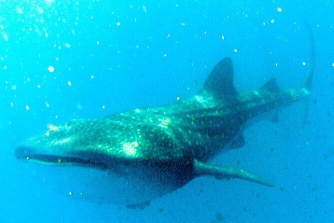 Adventure and Snorkel with the Whale Shark From Playa del Carmen - The Details That Matter