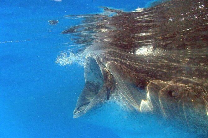 Adventure and Snorkel with the Whale Shark from Puerto Morelos - Detailed Breakdown of the Tour Experience