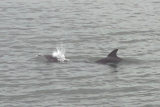 Adventure Boat Tours - One Hour Dolphin/Eco/History/Sightseeing Boat Tour - Who Should Consider This Tour?
