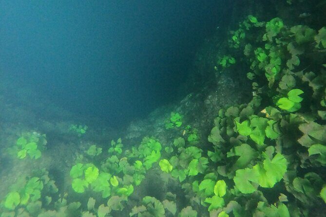 Adventure on the cenote route with zip line and typical lunch - What Travelers Say