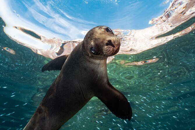 Adventure to Espiritu Santo Island: Snorkel with Sea Lions and Beach - The Practicalities