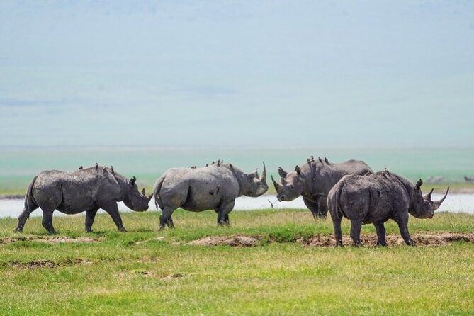 Affordable 1 Day Tanzania Budget Group Join Safari to Tarangire - What We Love About This Tour