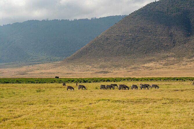 Affordable 4 Days Tanzania Private Mid-range Lodge Safari Tour - Real Traveler Insights